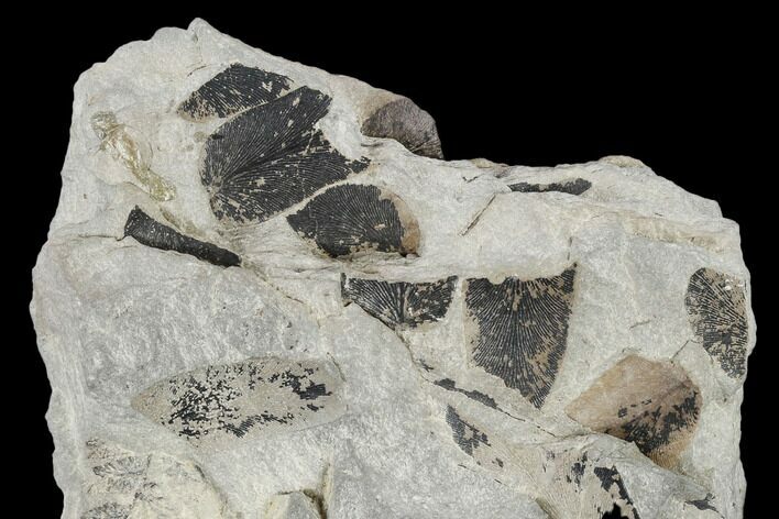 Pennsylvanian Fossil Fern (Macroneuropteris) Plate - Kentucky #112963
